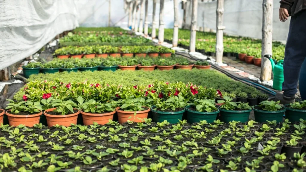 the benefits of plant nurseries webfreen.com